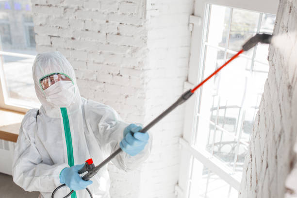 Best Emergency Mold Remediation in Mount Hope, WV